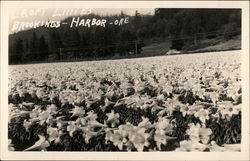 Croft Lillies, Brookings-Harbor Oregon Postcard Postcard