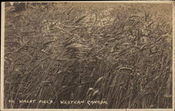 Weat Field Postcard
