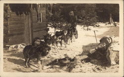 Dogsledding Saranac Lake, NY Postcard Postcard