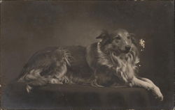 Dog Portrait - Collie Postcard