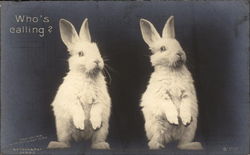 Two White Rabbits Sitting Up Postcard