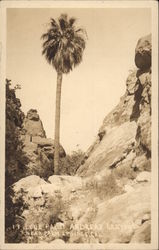 Lone Palm Andreas Canyon Lone Palm Andreas Canyon