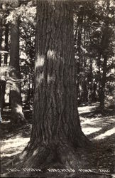 Tall Timber Postcard
