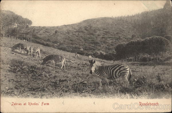 Zebras at Rhodes' Farm Rondesbosch South Africa