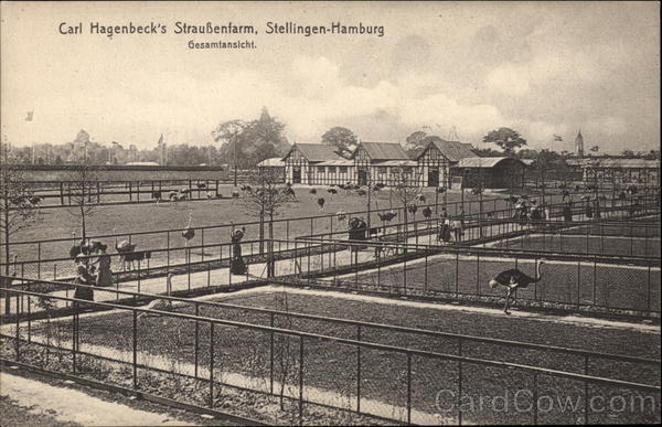 Carl Hagenbeck's Ostrich Farm in Stellingen-Hamburg Germany