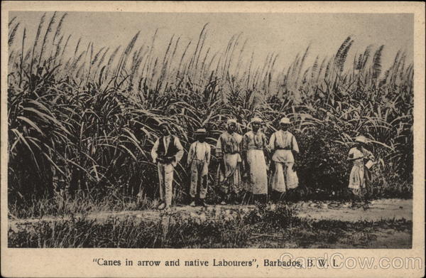 Sugar Cane and Native Workers, Barbados, British West Indies