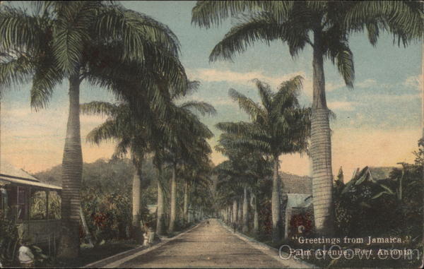 Palm Avenue Port Antonio Jamaica