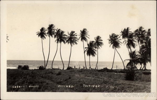 Coconut Palms on Mayaro Beach, Trinidad Trinidad and Tobago