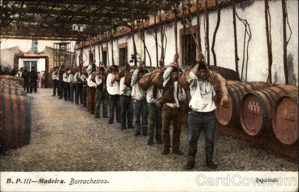 Borracheiros Madeira Portugal