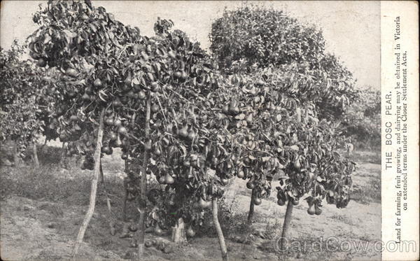 The Bosc Pear Australia
