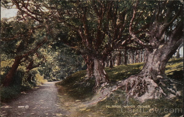 Felbrigg Woods Cromer England Norfolk