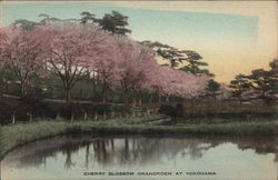 Cherry Blossom Okanokoen Postcard