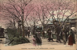 Cherry Blossom at Shibakoen Postcard