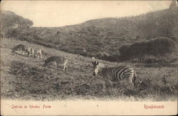 Zebras at Rhodes' Farm Postcard