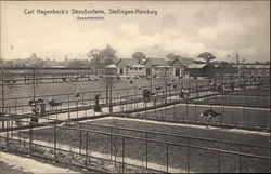 Carl Hagenbeck's Ostrich Farm in Stellingen-Hamburg Postcard