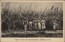 Sugar Cane and Native Workers, Barbados, British West Indies Postcard