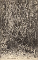 Un lacis de lianes dans la Foret Vierge Postcard