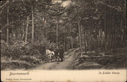 In Talbot Woods Bournemouth, England Dorset Postcard Postcard