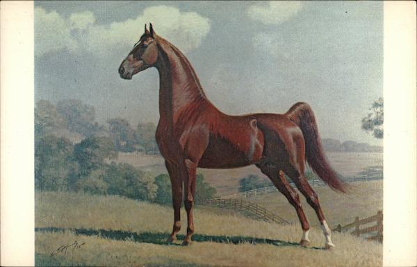 American Saddlebred Stallion Kings Sport S625 Louisville Kentucky