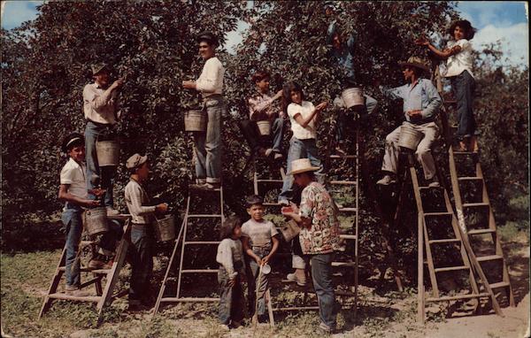 Cherry Pickers Michigan Fruit