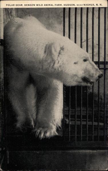 Benson Wild Animal Farm Hudson New Hampshire