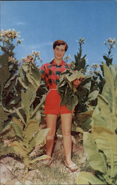 Virginia Maiden removing Tobacco Leaves