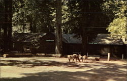 Lodge at Big Basin California Postcard Postcard