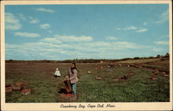 Cranberry Bog at Picking Time Postcard