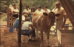 Milking a Cow, Camp Tapawingo Sweden, ME Postcard Postcard