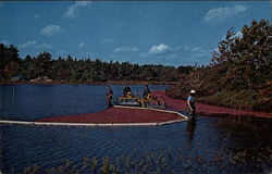 Harvesting Cranberries on Cape Cod Postcard