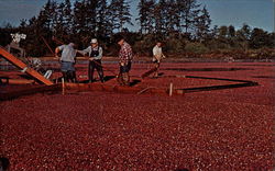 Cranberry Harvest Long Beach, WA Postcard Postcard