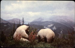 Kermode Bear Postcard