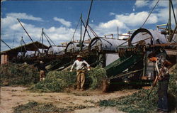 Pea-harvesting scene Postcard