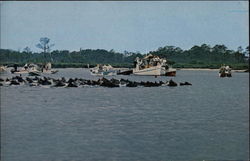 Wild Pony Swim Chincoteague, VA Postcard Postcard