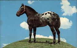 Top O' The World, Soop Sonny Appaloosa Postcard