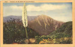 Yucca in Bloom in California Postcard