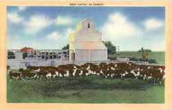 Beef Cattle In Kansas Scenic, KS Postcard Postcard