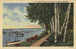 White Birches On Burt Lake Michigan Postcard Postcard