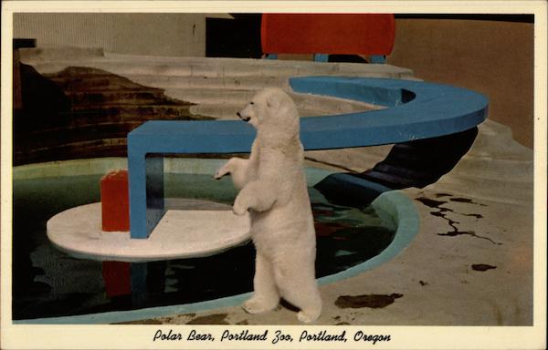 Polar Bear, Portland Zoo Oregon