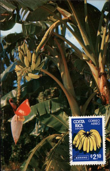 Banana Tree Growing in Florida Ted Lagerberg Fruit