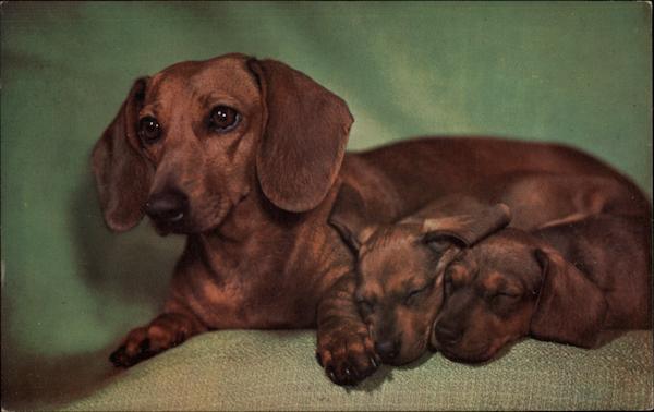 Daschunds Dachshunds