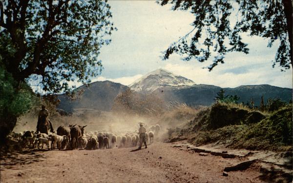A sheep herd at the back of the Popocatepetl Volcano Mexico