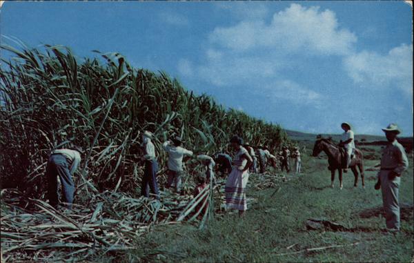 Cane Cutters St. Croix Virgin Islands Caribbean Islands
