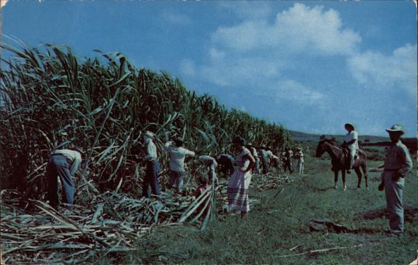 Cane Cutters on St. Croix in the Virgin Islands Caribbean Islands