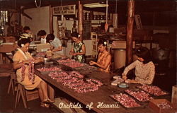 Orchids of Hawaii HIlo, HI Postcard 