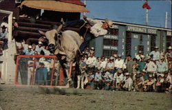 Calgary Stampede - Brahma Bull Riding Alberta Canada Postcard Postcard