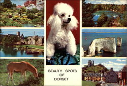 Various Views of Dorset Postcard