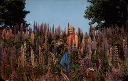 Lupins in Western Nova Scotia Postcard