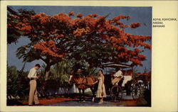 Royal Poinciana Nassau, Bahamas Caribbean Islands Postcard Postcard