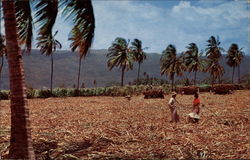 Harvesting Sugar Cane Harvesting Sugar Cane